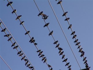 Luise Andersen, June 4 2018 detail 2 phase ..., 2008, Original Photography Color, size_width{PIGEONS_ON_THEIR_WIRES-1229814098.jpg} X  