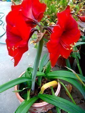Luise Andersen, 'RED AMARYLLIS  Is In Bloo...', 2007, original Photography Color, 11 x 13  inches. Artwork description: 85071 This flower opened at last. .  We waited. .  The' buds' looked so' fat' and big. .  and look! at this. . .  You notice the perfect form. . saturated color of red. .  touched by darks. . and this iridescent pink that shows when sunlight has a glare on it. . You loved the white ...