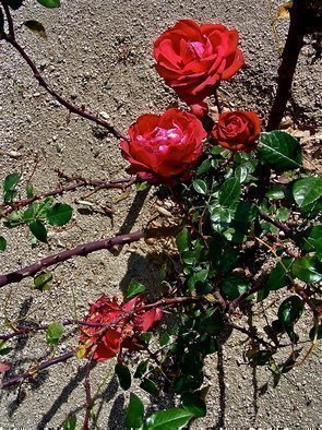 Luise Andersen, 'ROSEs In WINTER  IIMig Of...', 2013, original Photography Color, 32 x 29  x 1 inches. Artwork description: 43095    . . On my walk to the Fountains, found Roses in full bloom on the other side of the street/ Sierra . . Avenue. . . . .  Bees were 'busy' . . . . rushing into the deep of Roses . .* * size for uploading purposes only++ copies at present not available. Have not working printer. . nor can afford to ...