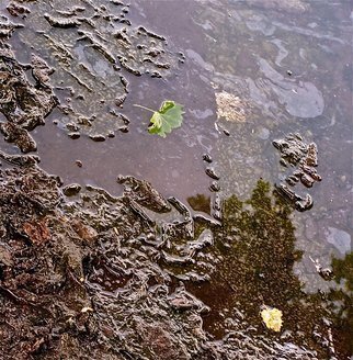 Luise Andersen, 'Rain Puddles EXT I  May F...', 2012, original Photography Other, 24 x 30  x 1 inches. Artwork description: 50223           please, distance a bit from monitor viewing my work. . thank you.++ . . texture in these drew me. . the lichen. . mosses. . dirt. . layers of. . pebbles. . twigs. . leaves. . and white stuff floating and sticking on top in all kind of forms from residue of parking cars. .* * this series is edited. ...