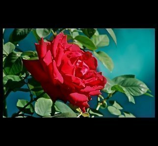 Luise Andersen, 'Roses In The Morning I  O...', 2012, original Photography Color, 23 x 29  x 1 inches. Artwork description: 44679  . . . . captured in front of swimming pool, at Pauline and Jacks'residence.   ...
