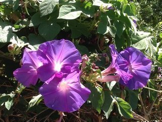Luise Andersen, 'Summer S Morning Glories I ', 2014, original Photography Color, 21 x 19  x 1 inches. Artwork description: 26067  July 7,2014- - on my way to Pauline and Jack's residence. . delightful hues. . light in their graceful chalices beckon to get closer. . and delight in their beauty. . vigorous growths. . spread along the fencewonderful green heart formed leaves. .  ...