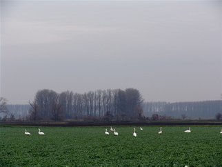 Luise Andersen, June 4 2018 detail 2 phase ..., 2007, Original Photography Other, size_width{TREBUR__Germany__SWANS_IN_FIELD-1170035099.jpg} X 8 inches
