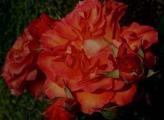 Luise Andersen, 'And Yes There IS Always A...', 2012, original Photography Color, 20 x 26  x 1 inches. Artwork description: 50619  . . at the Rose space. . close to the Art Depot in Fontana. . you find magnificent Roses. . in various Reds. . . Orange and Apricot hues. . Pinks. . Magentas. . Yellows and Golds. . various forms and sizes too. . I enjoyed, 'picking' several. . with my camera. .and yes. . cropped. . and edited. . just a very ...