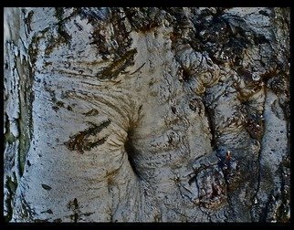 Luise Andersen, 'Bark Of Tree I MayTwentyTwo', 2013, original Photography Color, 19 x 18  x 1 inches. Artwork description: 39135   . . love trees. . . their personalities. . beauty. . . intriguing forms. . textures. . their bark leads me towards discoveries. . faces. . figures. . sensual forms. . fantasy journey. . . . .* * size for uploading purpose onlycopies not available at present. . . . but soon. . ...