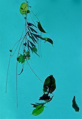 Luise Andersen, 'Enchantment Afloat MIGI', 2012, original Photography Color, 17 x 21  x 1 inches. Artwork description: 49827     . . winds have carried Natures debris. . left it afloat on pool waters surface. .have. . do not exactly know. . several thousand of waters scape images. . upload a few again. . . .* * size for uploading purpose only.  ...