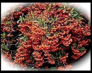 Luise Andersen, 'Fabulous Abundance II', 2013, original Photography Color, 23 x 18  x 1 inches. Artwork description: 41511   . every time I walk by this bush. . hold my breath . . and take pictures. . . since months the abundance in red orange lush berries/ fruit . . the incredible prolific growth. . makes me gasp in delight.* * size for uploading purpose only* * * copoes at present not available.  ...