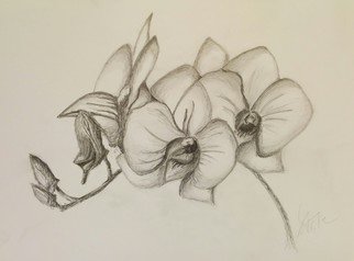 Laura Testa; Orchids, 2015, Original Drawing Pencil, 33 x 24.1 cm. 