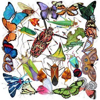 Lucy Arnold; Amazon Insects, 2008, Original Giclee Reproduction, 24 x 24 inches. Artwork description: 241  These insects and butterflies are all citizens of the Amazon rain forest.  I was inspired to paint the original after a nature trip on the Rio Negro.  24x24 unframed giclee prints are available of the original watercolor.  ...