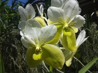 Jerry Schole; Albas, 2020, Original Photography Color, 11 x 8 inches. Artwork description: 241 Orchid Vanda sanderiana alba bloom.  A species that has a two tone bloom of white and lime green. ...