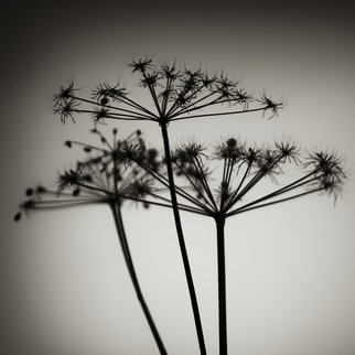 Jaromir Hron; Brushes, 2011, Original Photography Black and White, 600 x 600 mm. Artwork description: 241    monochrome, nature detail, botany, flowers ...