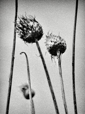 Jaromir Hron; Headers, 2011, Original Photography Black and White, 600 x 800 mm. Artwork description: 241  detail, floral, nature, monochrome, black& white      ...