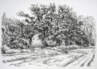 Maxine Cameron; Mature Oaks, 2023, Original Drawing Graphite, 14 x 10 inches. Artwork description: 241 Wonderfully gnarled mature oaks growing though historyGraphite on Canvas textured Acrylic paper....