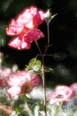 Nabil William; Flower, 2008, Original Digital Art, 8 x 12 inches. 