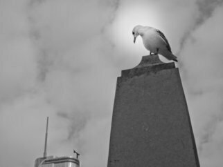 Nancy Bechtol, 'Seagull And Buildings II', 2013, original Photography Black and White, 11 x 17  x 1 cm. Artwork description: 4287 Framed at 16x 20
