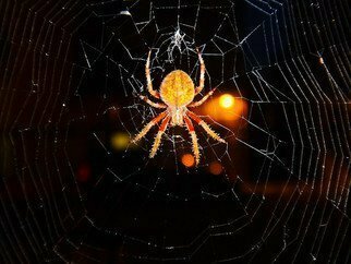 Nancy Bechtol; Spidey Webmaster, 2019, Original Photography Other, 8.8 x 8 inches. Artwork description: 241 in a moment I saw this spider, creating a massive web on the side of a building. a home, a capture. I was delighted. ...