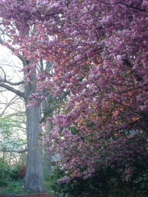 Ron Ogle, 'Sunlit Trees I Walked By ...', 2008, original Photography Color, 18 x 24  x 0.1 inches. Artwork description: 3099  springtime in western north carolina ...
