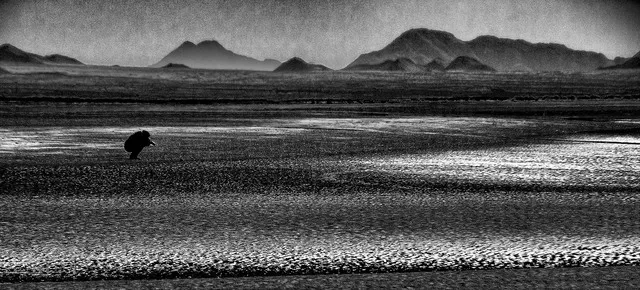 Stephen Robinson; Low Tide On The Sea Of Cortez, 2011, Original Photography Black and White, 9 x 19 inches. Artwork description: 241 A wide beach at low tide:  a photographer images some wonderful thing in the distance...