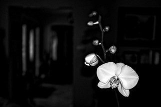 Stephen Robinson; Orchid, 2018, Original Photography Digital, 8 x 10 inches. Artwork description: 241 A Phalanopsis Orchid in bloom...