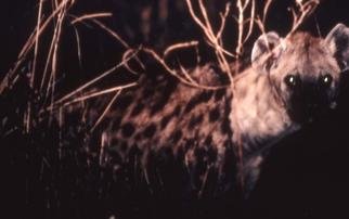 Paula Durbin; Night Hyena, 2001, Original Photography Color, 14 x 11 inches. Artwork description: 241 A Fresson print. Zambia. May be printed in other sizes and processes....