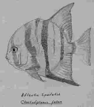 Fred Brawner; Spade Fish, 2009, Original Illustration, 8 x 10 inches. 