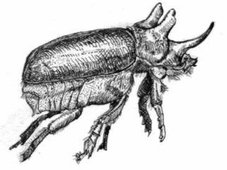 Fred Brawner; Rhino Beetle, 1984, Original Drawing Ink, 5 x 3 inches. Artwork description: 241 Drawing of biological specimen...
