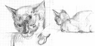 Fred Brawner; Siamcat, 2018, Original Drawing Graphite, 8 x 5 inches. Artwork description: 241 Sketch of a cat...