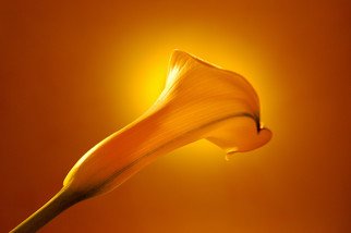 Marilyn Nosewicz; Spring Calla Lilly Yellow..., 2010, Original Photography Other, 30 x 20 inches. Artwork description: 241  A Year- round reminder of Spring, and new life to come. An edition of 10 large- format Giclee prints, Shipped in a protective tube. Shipping included in USA. Outside USA, please inquire. ...