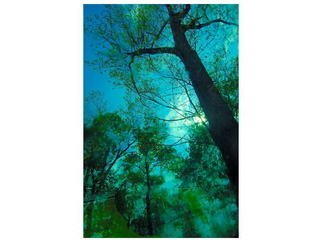 Marilyn Nosewicz; Tree After Rainstorm Bue ..., 2011, Original Photography Other, 11 x 14 inches. Artwork description: 241   After Rainstorm At Burnet Park Zoo Brrilliant Blues and Greens. Color Digital Photograph, other sizes may be requested. ...