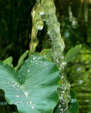 C. A. Hoffman, 'A Bit Of  Splash', 2008, original Photography Color, 8 x 10  inches. Artwork description: 13395  A bit of green and a bit of wet and you have a tropical drink.   Part of my Lush and Lucious series.  ...