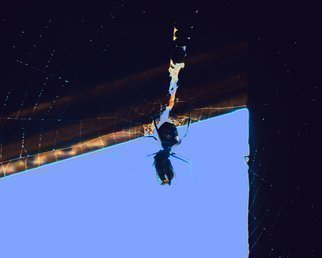 C. A. Hoffman, 'Arachnid Art VII Falling ...', 2009, original Photography Color, 10 x 8  inches. Artwork description: 9831  This is an original photo that has been digitally- painted. ...