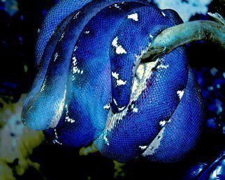 C. A. Hoffman, 'Blue Blue Sausage', 2009, original Photography Color, 10 x 8  inches. 
