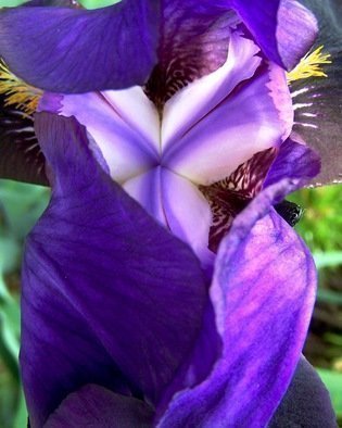 C. A. Hoffman, 'Modesty In Lavender', 2008, original Photography Color, 8 x 10  inches. Artwork description: 26463  A certain flora, modest and demure.   Purple Iris is the perfect  lure. ...