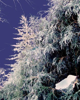 C. A. Hoffman, 'Pine Ice Sculpture', 2008, original Photography Color, 8 x 10  inches. Artwork description: 16959  More pines caught in the frigid ice storm of 2008 in Northwest Ohio.All photos are available in sizes up to 16x20 inches. ...