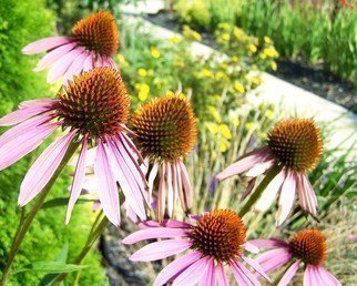 C. A. Hoffman, 'Six Cone Sisters', 2008, original Photography Color, 10 x 8  inches. Artwork description: 23295  I absolutely love Cone flowers.  They seem to have an other- worldly precense about them, while at the same time, a very warm and homey character too.   ...