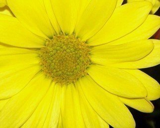 C. A. Hoffman, 'Yellow Mimic', 2008, original Photography Color, 10 x 8  inches. Artwork description: 24087  Yellow daisy in all its splendor, a slightly enhanced photo. ...