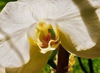 C. A. Hoffman, 'White Inner Sanctum', 2019, original Photography Color, 16 x 10  inches. Artwork description: 2703 This is an original color photograph of a white Orchid. ...
