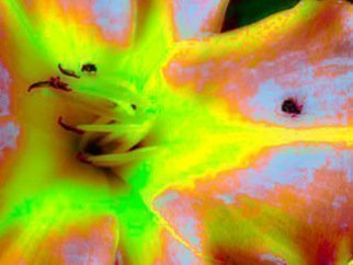 C. A. Hoffman, 'Yellow Burstment', 2018, original Digital Art, 14 x 12  inches. Artwork description: 3495 Digitally enhanced photo that bursts forth with bright and colorful hues that tell a tale of garden flirtation. ...