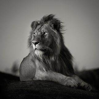 Pekka Jarventaus; Nomad Lion, 2014, Original Photography Black and White, 104 x 104 cm. Artwork description: 241   Lion, africa, cub, cry, yawn, sepia, cat, nature, wild, Serengeti, feline, leo, wildlife, animal, predator,   ...