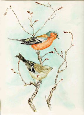 Roger Farr; Chaffinch, 1993, Original Watercolor, 12 x 14 inches. Artwork description: 241 A charming member of the finch family used to be the most common, but now is in serious decline! Signed Prints are available at $80. 00...