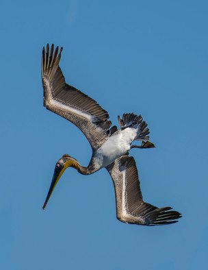 Dick Drechsler; Dive Dive Dive, 2018, Original Photography Color, 11 x 14 inches. Artwork description: 241 This majestic bird was just starting a dive over the Channel Islands Harbor in Oxnard, CA to capture dinner. ...