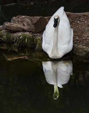 Dick Drechsler; Mirror On The Water Acrylic, 2018, Original Photography Other, 22 x 26 inches. Artwork description: 241 Seen on acrylic, the reflected swan is breathtaking in its detail and clarity. ...