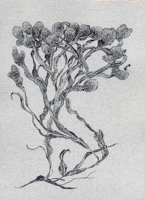 M. Sherwood Libby; Fucus Vesiculosus, 2002, Original Drawing Pen, 40 x 30 inches. Artwork description: 241 pen and ink on grey paper- copyright Renaissance Rose...