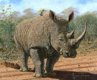 Richard Harpum; Kruger White Rhino, 2014, Original Painting Acrylic, 12 x 10 inches. Artwork description: 241  I have been fortunate to see a lot of white rhinos during my various trips to Africa over the years. This one appeared as my wife and I were driving through the Kruger National Park in South Africa in 2002.  This was the last of the 