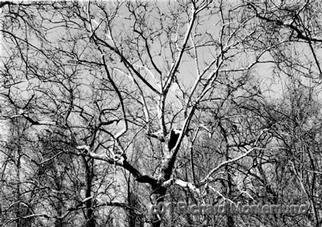 Richard Montemurro, 'Trees', 2001, original Photography Black and White, 10 x 7  inches. Artwork description: 2307 Black and White Photograph.Dye Sublimation Print...