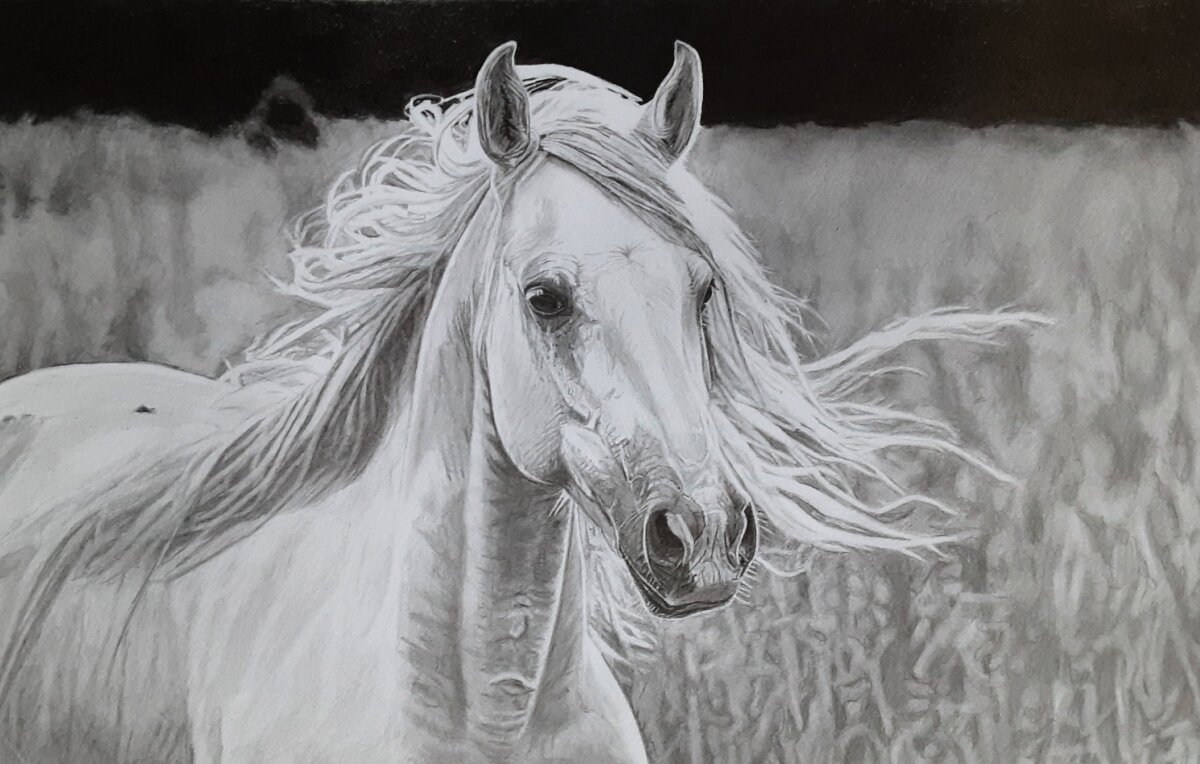 Robb Scott; Horses, 2023, Original Drawing Pencil, 10 x 13 inches. Artwork description: 241 My wife asked me to drawing a horse head.  So this is the one I came up with. ...