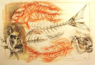 Rod Bax; Melbourne Museum Study, 2010, Original Drawing Gouache, 120 x 90 cm. Artwork description: 241 museum study of australian snapper medium is gouache on arches 300gsm ...