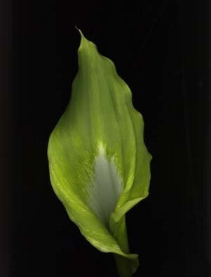 Rosemarie Stanford; Green Calla, 2006, Original Photography Color, 18 x 18 inches. 