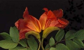 Rosemarie Stanford; Tulip Tree, 2006, Original Photography Color, 19 x 13 inches. 