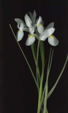 Rosemarie Stanford; White Iris, 2006, Original Photography Color, 18 x 14 inches. 